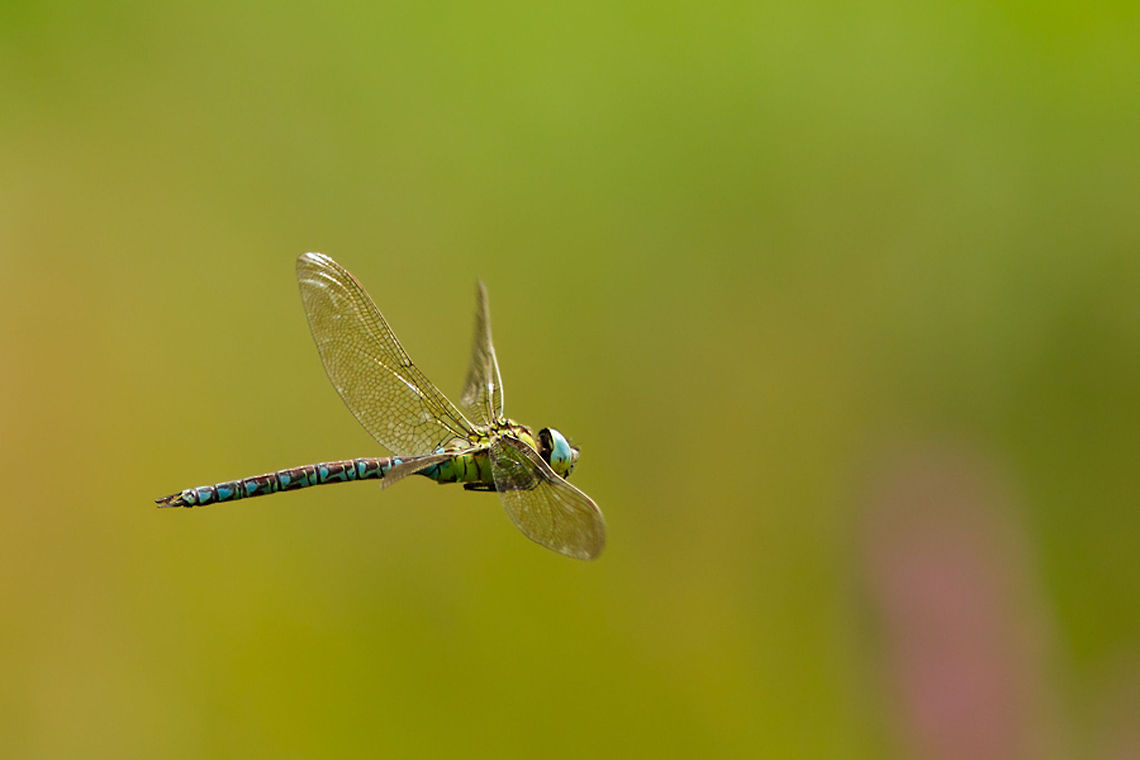 Green Hawker in Flight A green hawker male (rare species in my country) patrolling in the air.<br />
They are so incredibly fast and inpredicatble: I was happy to get one decent shot.<br />
 Aeshna viridis,Odonata,dragonfly,green hawker,insects,macro