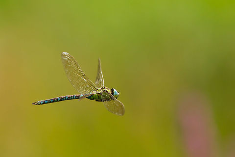 Green Hawker in Flight A green hawker male (rare species in my country) patrolling in the air.
They are so incredibly fast and inpredicatble: I was happy to get one decent shot.
 Aeshna viridis,Odonata,dragonfly,green hawker,insects,macro
