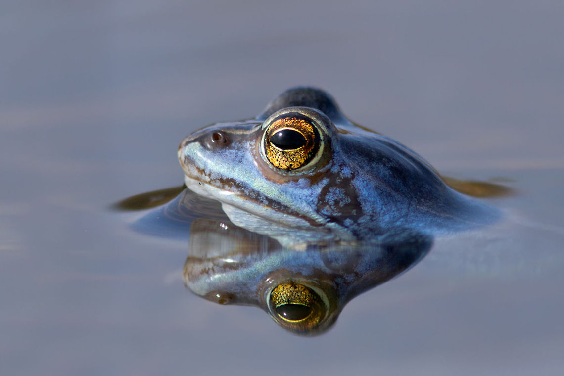 Blue .:. Male moor frog Male moor frogs turn completely blue for just a few days a year.<br />
As a photographer the trick is to be exactly at the right place at the right time..... Anura,Male,Rana arvalis,Reflection,amphibians,blue,frog,moor frog