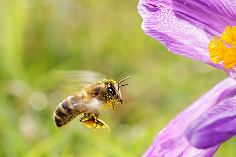 Frozen in Time .:. Bee in flight Honey bee entering a crocus Anthophila,Apiformes,Apis mellifera,Bees,Flowers,Insects,Macro,Western honey bee(Apis mellifera),crocus,pollen