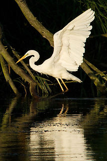 Reflections .:. Great White Egret Great white egret (Egretta alba) enjoying its early morning bath. Ardea alba,Ardeidae,Egret,Egretta alba,Great Egret,birds,great white egret