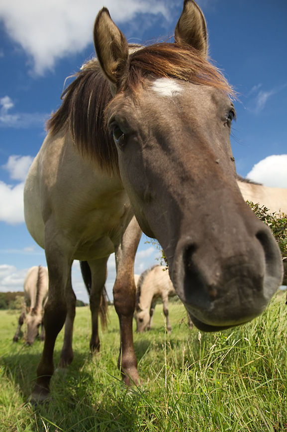 Kiss from a Horse I had my fun with the (wild) Konik horses. <br />
Although I must admit it was quite impressive to be that close to such impressive and strong animals. Domestic horse,Equidae,Equus ferus caballus,Humor,horse,konik,mammals,wild