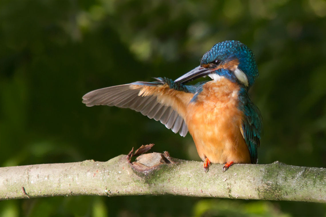It's over there .:. Kingfisher Common kingfisher male (Alcedo atthis) cleaning its wings. Alcedines,Alcedo atthis,Birds,Halcyon,Male,kingfisher