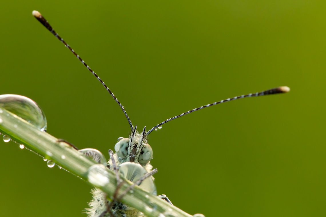 Peekaboo .:. Small white early in the morning Curious Small White (Pieris rapae) Dewdrops,Pieris rapae,Rhopalocera,Small White,dew,insects,invertebrates,koolwitje,macro,small white