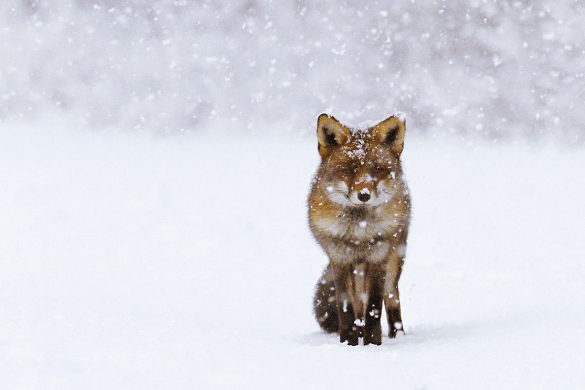 Snow Fox As soon as it snows in my country, no wild horses could keep me inside the house. <br />
Winter time = fox time! <br />
No better view than a healthy and gorgeous red furred fox in a perfect snowy environment. Of course global warming is an awful thing, but yay for our new &amp; improved winters! animal,cold,fox,red fox,snow,vos,vulpes vulpes,white,wild,winter