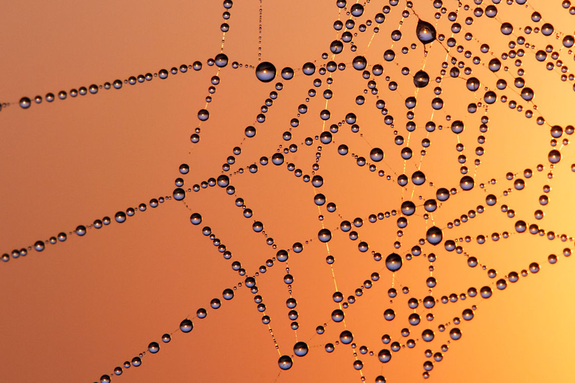 A Thousand Dawns .:. Sunrise reflected in tiny dew drops Sunrise reflected in a spider web covered with  tiny dew drops Dewdrops,Macro,Reflection,dew,spider web,sunrise,web