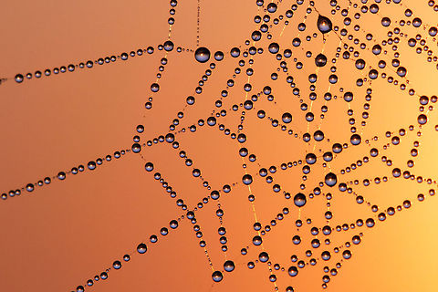 A Thousand Dawns .:. Sunrise reflected in tiny dew drops Sunrise reflected in a spider web covered with  tiny dew drops Dewdrops,Macro,Reflection,dew,spider web,sunrise,web
