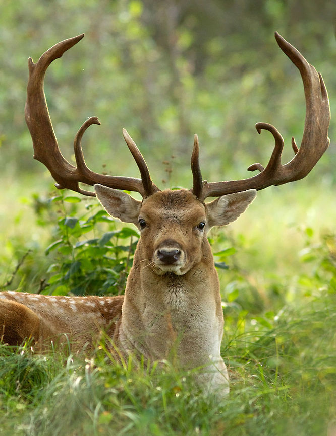 Who da Man?! .:. Fallow Deer An fallow deer male showing off  impressive antlers. animal,dama dama,damhert,deer,fallow deer,male,rut