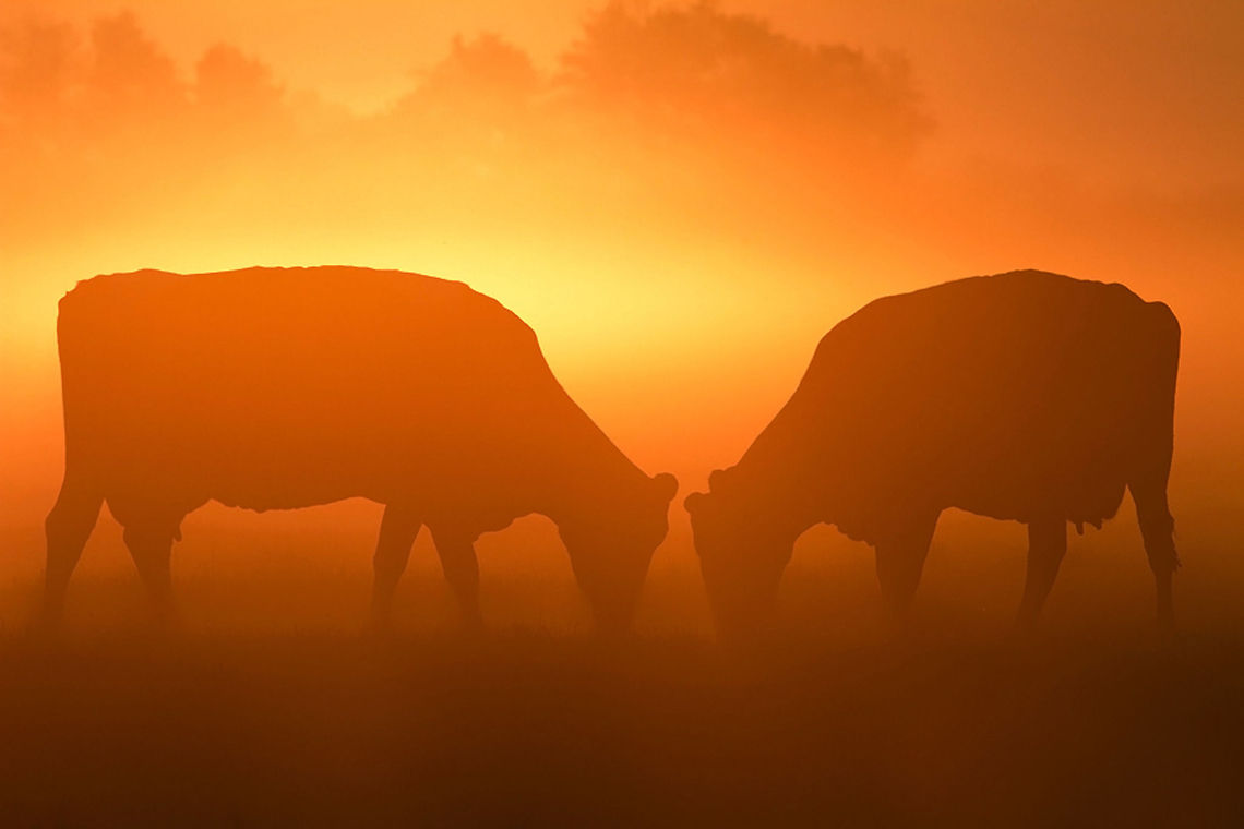 TuCows .:. Cows in the polder On a misty morning I went into the polder hoping for a beautiful sunrise.<br />
And what a sunrise it was: when the sun broke through the mist it covered everything in this beautiful golden early morning glow... The Netherlands,cows,dawn,fog,mist,polder,scenery,sunrise