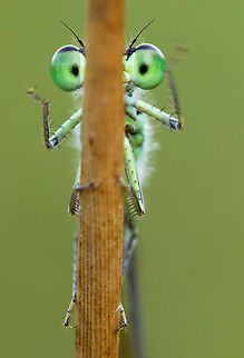 Oh noes...I'm found! .:. Damselfly behind a stem Damselfly on an early summer morning. damselfly,insects,invertebrates,macro