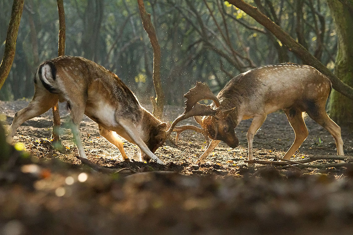 BuckFight .:.Fallow Deer fighting during rutting season I was lying behind a tree when these two males start fighting right in front of my nose.<br />
They were quite aggressive and I must admit that it was a pretty spectacular fight to witness.... dama dama,damhert,fallow deer,fight,fighting,rut,rutting