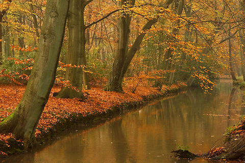 Autumn Scene I think I miss these leaves ;) autumn,forest,landscape,scenary,trees,woods