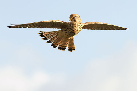 Vogueing Kestrel Kestrel looking for some tasty mice. Falco tinnunculus,bird of prey,birds,flight,hovering,kestrel