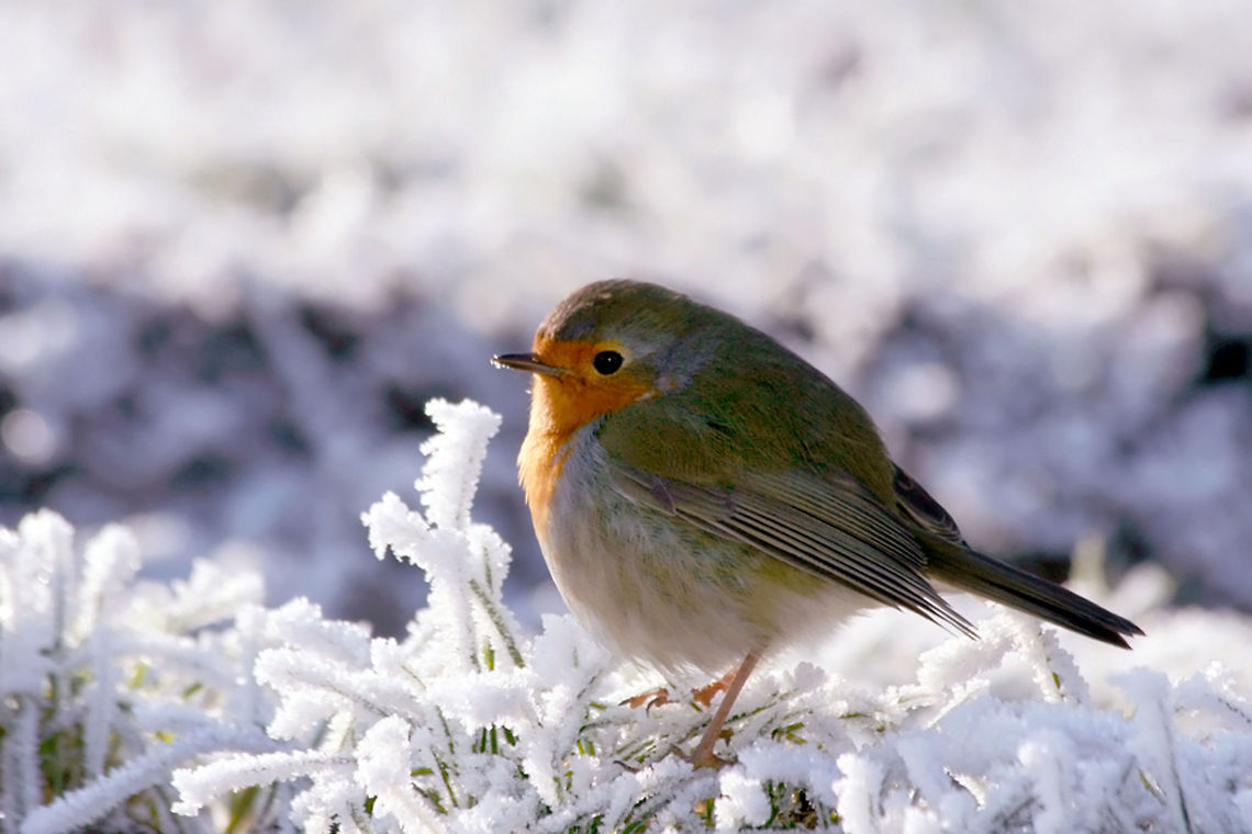 Cold Feet .:. European Robin Robin (Erithacus rubecula) walking through frosted blades of grass.... Erithacus rubecula,birds,european robin,robin,roodborst,roodborstje,vogel,winter