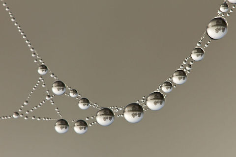 Like Liquid Metal (reflections in a dew covered spider web) Like Liquid Metal (reflections in a dew covered spider web) dew,drops,reflections,spider web,water,web