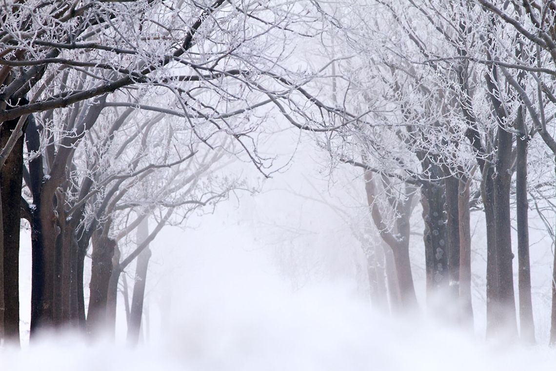 Road to Nowhere .:. Dutch lane covered in frost The Netherlands covered in millions of minuscule, magical crystals.... frost,landscape,lane,scenery,snow,trees,winter