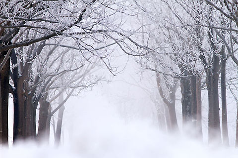 Road to Nowhere .:. Dutch lane covered in frost The Netherlands covered in millions of minuscule, magical crystals.... frost,landscape,lane,scenery,snow,trees,winter