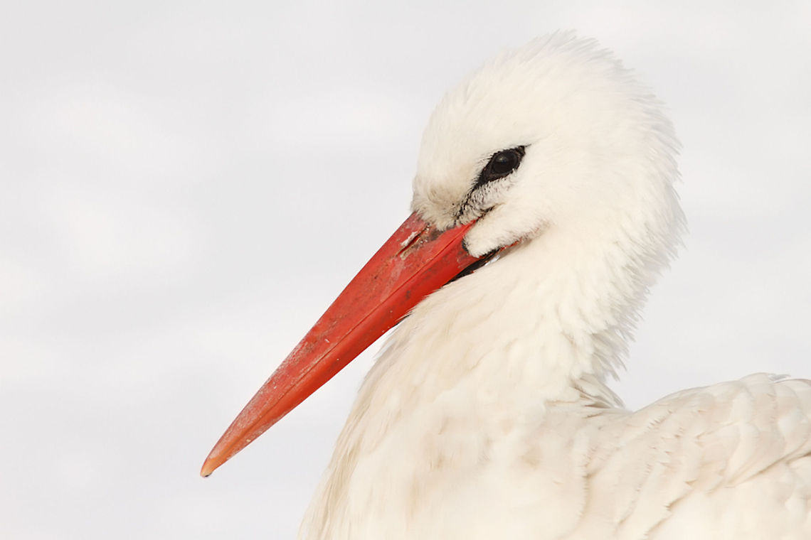 Miss Stork A stork in the snow.<br />
I assumed she must be so cold and hungry and having a hard time surviving this cold winter...<br />
Just when I was about to warn animal cops, she flew of, landed in a garden en started to eat some bread that people put there for her. She looked really comfortable...<br />
I guess she&#039;s all right and probably drinking hot chocolate on the coach now ;) Ciconia ciconia,Stork,birds,ooievaar,snow,winter