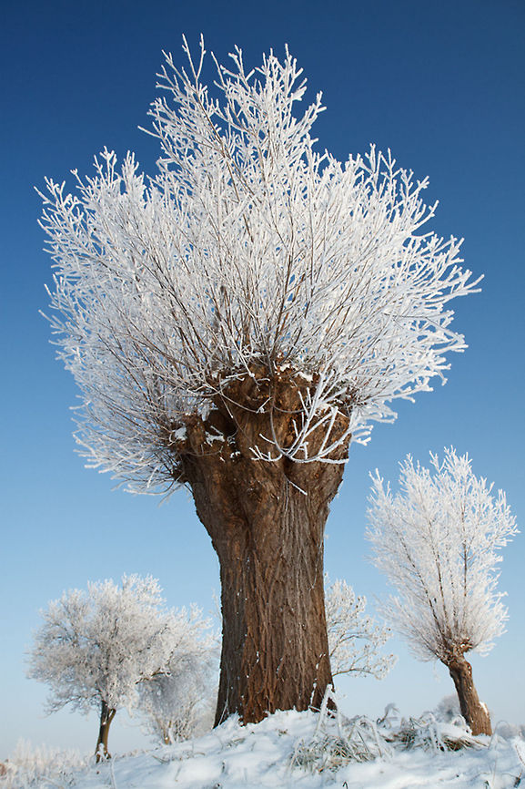 Whomping Willow A frost covered willow on a very cold winter morning The Netherlands,frost,landscape,netherlands,scenery,willow,winter