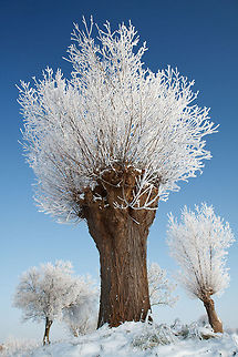 Whomping Willow A frost covered willow on a very cold winter morning The Netherlands,frost,landscape,netherlands,scenery,willow,winter