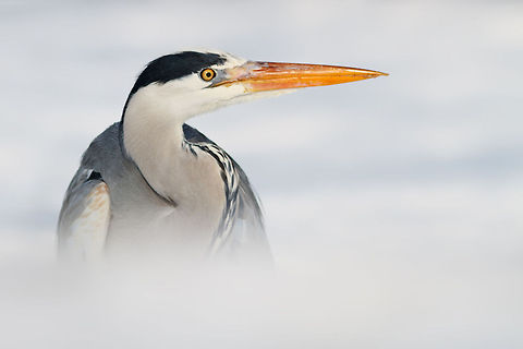 Hidden Heron Grey heron in the snow Ardea cinerea,Winter,birds,grey heron,snow