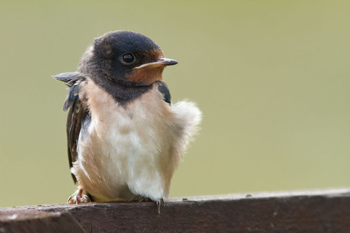 Barn Swallow Baby - Bad Hairday  Barn Swallow,Hirundo rustica,barn swallow,birds,youngster