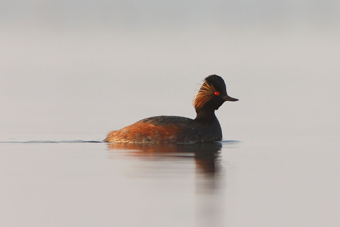 My First Black-necked Grebe Past week I found my first black-necked grebe ;) Black-necked Grebe,Podiceps nigricollis,aquatic birds,bird,geoorde fuut,reflections,water