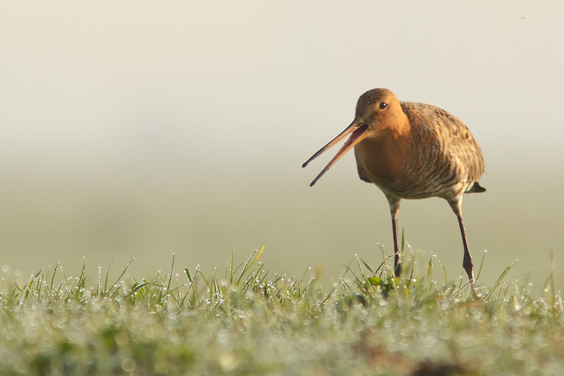 Black-tailed Godwit The first Black-tailed Godwits entering our country announce spring... Black-tailed Godwit,Limosa limosa,Meadow,birds,grutto