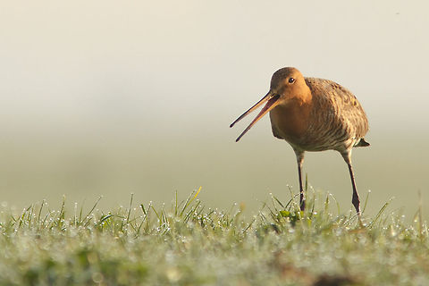 Black-tailed Godwit The first Black-tailed Godwits entering our country announce spring... Black-tailed Godwit,Limosa limosa,Meadow,birds,grutto