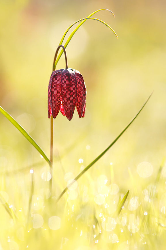 Harbinger of Spring .:. Fritillaria Fritillary / Snake&#039;s Head (Fritillaria meleagris) on a very cold and early morning Fritillaria meleagris,Snake's Head,Snakes Head Fritillary,dew,flower,fritillary,rare,sunrise