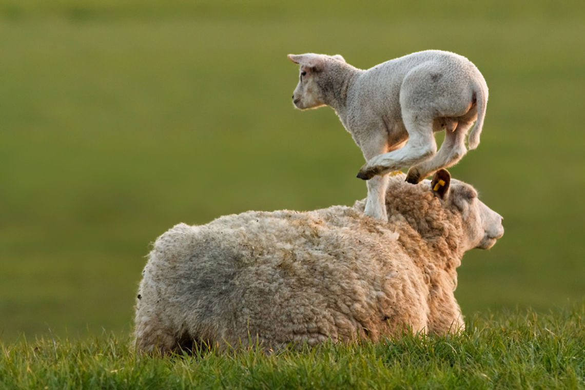 Leap Sheeping Lamb using his mother to play leap sheep ;) Mouflon,Ovis aries,jump,lamb,leap,sheep,spring