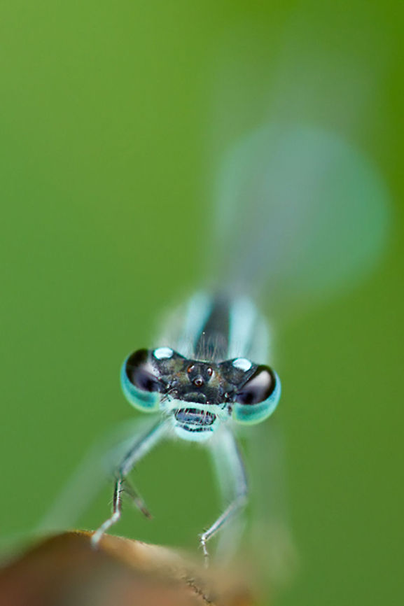 Blue-tailed Damselfly Blue-tailed Damselfly: The most common damselfly in our country ;)<br />
 Blue-tailed Damselfly,Ischnura elegans,damsel,damselfly