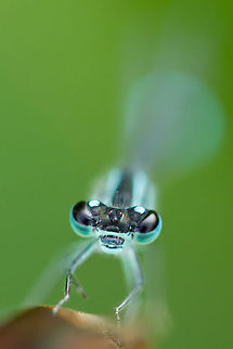 Blue-tailed Damselfly Blue-tailed Damselfly: The most common damselfly in our country ;)
 Blue-tailed Damselfly,Ischnura elegans,damsel,damselfly