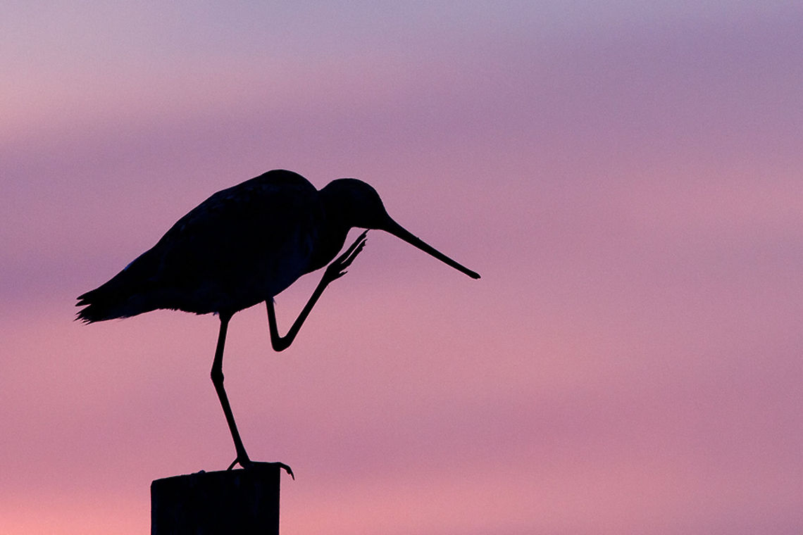 Black-tailed Godwit after sunset Black-tailed Godwit (lomosa limosa) at a beautiful late spring evening<br />
 Black-tailed Godwit,Limosa limosa,Sunset,birds,dusk,silhouette