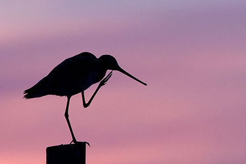 Black-tailed Godwit after sunset Black-tailed Godwit (lomosa limosa) at a beautiful late spring evening
 Black-tailed Godwit,Limosa limosa,Sunset,birds,dusk,silhouette