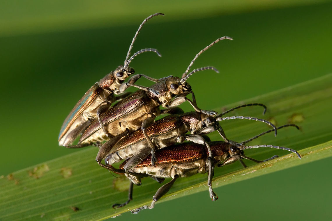 Buggers! 18+ Beetles ;)<br />
PS.If anyone know which species this is, I&#039;d love to hear it... Donacia marginata