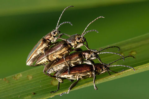 Buggers! 18+ Beetles ;)
PS.If anyone know which species this is, I'd love to hear it... Donacia marginata