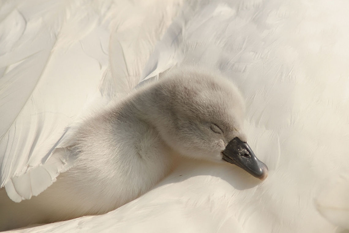 Sleeping Beauty .:. Newborn cygnet Baby mute swan under mamas wings...;) Cygnus olor,Mute Swan,aquatic birds,baby,birds,cygnet,mute swan,newborn,swan