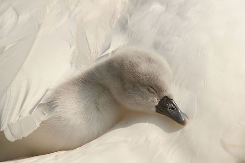 Sleeping Beauty .:. Newborn cygnet Baby mute swan under mamas wings...;) Cygnus olor,Mute Swan,aquatic birds,baby,birds,cygnet,mute swan,newborn,swan