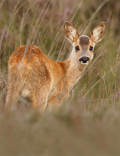 Fawn .:. Young Roe deer While my two colleagues were hunting for these beautiful male roe deer, I was quite distracted by the view of this young fawn.
So I forgot about the bucks and focused on this youngster.
In order to not disturb the mother and calf, I carefully crawled towards the couple.
And when I finally reached a good distance.....all I could see was some moving grass...;)
So it took some more patience to silently wait for that one moment the little one would show me these beautiful brown eyes...


 Capreolus capreolus,Roe deer,deer,fawn,juvenile,kit,young