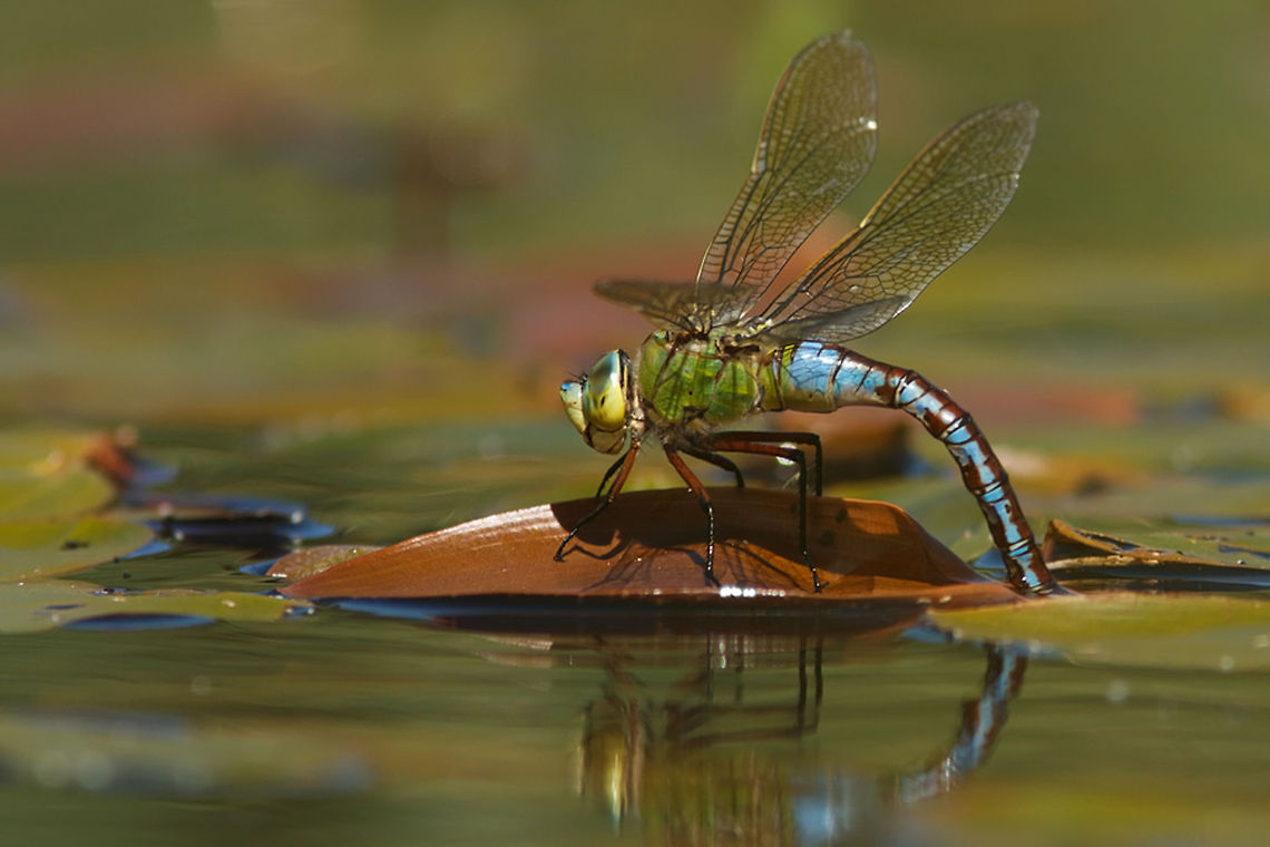 Anax imperator Blue Emperor/ Emperor Dragonfly (Anax imperator) female ovipositioning<br />
 Anax imperator,Emperor Dragonfly,female,grote keizerlibel,oviposition