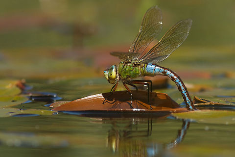 Anax imperator Blue Emperor/ Emperor Dragonfly (Anax imperator) female ovipositioning
 Anax imperator,Emperor Dragonfly,female,grote keizerlibel,oviposition