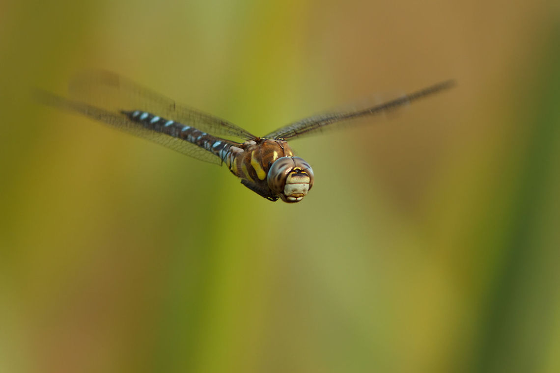 Migrant Hawker Migrant hawker (Aeshna mixta)<br />
These dragonflies are quite fast and it was quite a challenge to capture one in flight Aeshna mixta,Dragonfly,Migrant Hawker,bug,flying,insect,macro