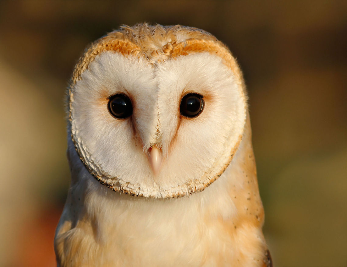 Hypnoteyes - Barn Owl Who could resist eyes like these? ;) Barn Owl,Tyto alba,birds,kerkui,owl,portrait,vogel