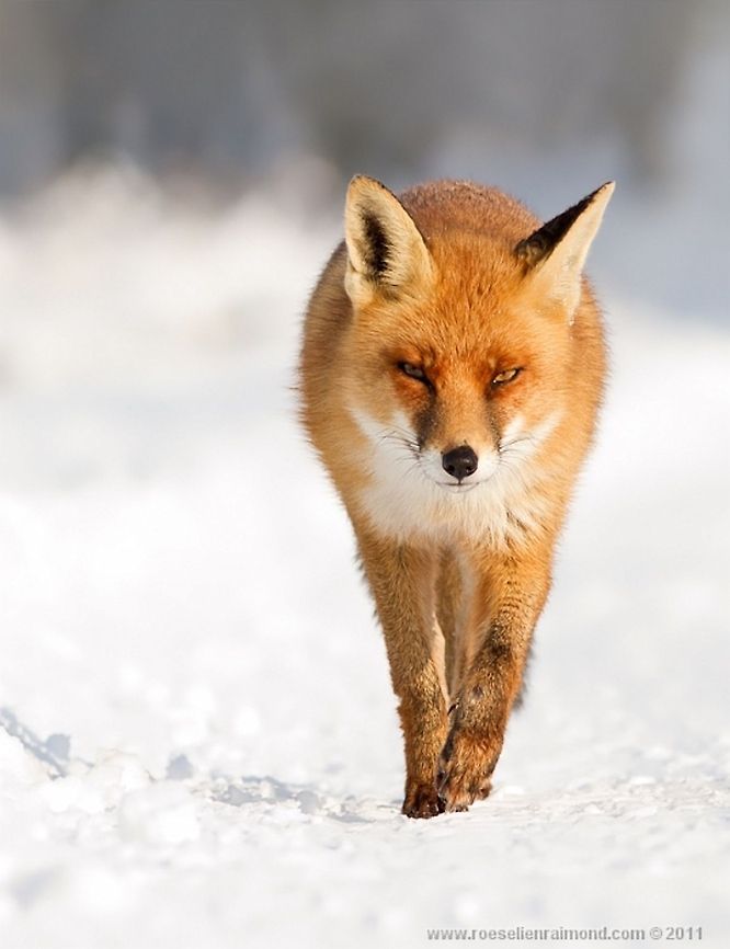 Fox in the snow, Fire 'n Ice As soon as it snows in my country, I  no wild horses could keep me inside the house.<br />
<br />
Winter time = fox time!<br />
No better view than a healthy and gorgeous red furred fox in a perfect snowy environment.<br />
<br />
Of course global warming is an awful thing, but yay for our new &amp; improved winters! fox,snow,vos,vulpes vulpes,winter