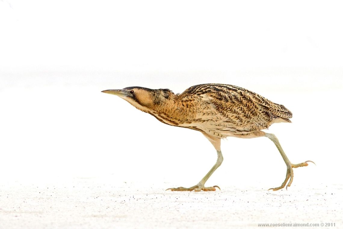 Bittern, from the Ministry of Silly Walks Due to the harsh winter, bitterns were forced to leave their hidings. <br />
Sad for them, but a good opportunity for photographers....<br />
This particular bittern was quite cooperative and gave me the chance to enjoy its interesting behaviour.<br />
And when he tried to cross the slippery ice I was sure.....dinosaurs still exist! ;)<br />
 Animal Kingdom,birds,bittern,botaurus stellaris,winter