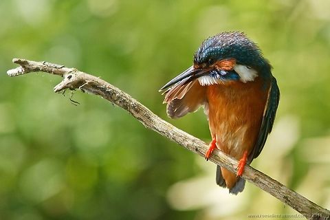 Kingfisher has a cleaning day Kingfisher male cleaning its feathers. Alcedinidae,Alcedo atthis,Animal Kingdom,Birds,Kingfisher,male