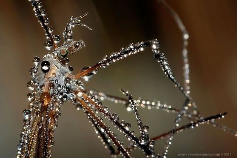 Natural Jewelry Crane fly in the early morning, covered with dew. crane fly,dew,insects,invertebrates,macro,tipula