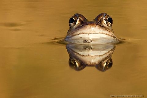 Moor frog: ribbit Moor frog, photographed at frog level...;) Amphibians,Animal Kingdom,frog,moor frog,water