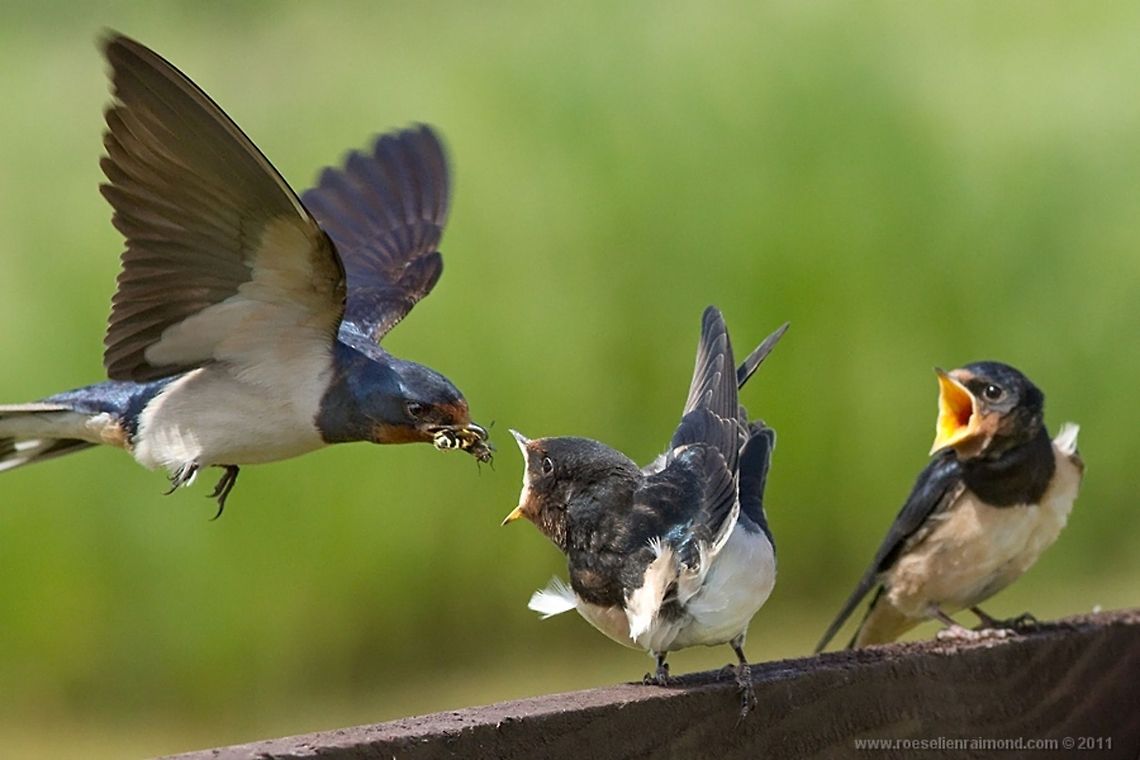 Barn swallow delivers fast food to youngsters Barn swallow feeding the youngsters. Animal Kingdom,Hirundo rustica,baby,barn swallow,birds